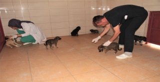Bitkin Halde Bulunan 20 Yavru Köpek Koruma Altına Alındı