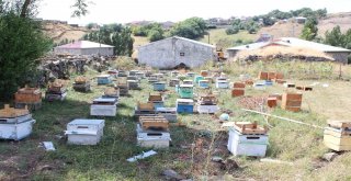 Arıları Telef Olan Ağrılı Arıcıya Genç Çiftçi Projesinden 40 Kovan Arı Desteği