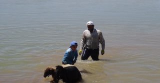 Gerçüşte Sıcaktan Bunalan Hayvanlarını Serinletiyorlar