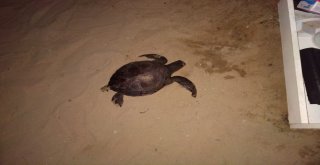 Kuşadası Sahilde Ölü Caretta Caretta Bulundu