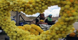 Giresun Yaylalarında Yetişen Bitkiler Yöre Halkının Geçim Kaynağı