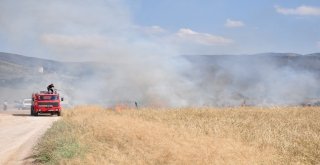 Yangın 25 Dönümlük Arpa Tarlasını Küle Çevirdi