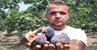 (Özel Haber) Kraliçe İncirine İhracat İzni Çıktı, Yüzler Gülüyor