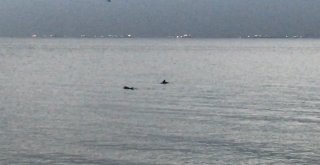 (Özel) Sevimli Yunuslar İstanbul Boğazında Görsel Şölen Sundu