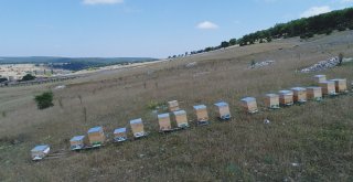 (Özel Haber) Köylüyü Lavanta Balı Kurtaracak