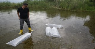 İznik Gölüne 45 Bin Adet Yavru Sazan Bırakıldı