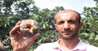 (Özel Haber) Kraliçe İncirine İhracat İzni Çıktı, Yüzler Gülüyor