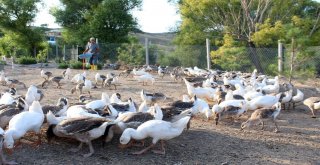 32 Yıllık Öğretmen Emekli Olur Olmaz Köyde Kaz Beslemeye Başladı