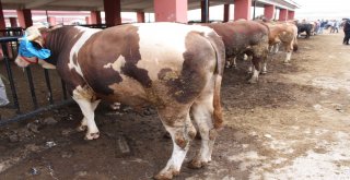 25 Bin Liralık Simental Dana Alana Biri Hediye