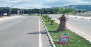 Balıkesirde Refüjler Çiçek Açtı