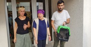 Çalınan Kedilerini Dedektif Gibi İz Sürüp Buldular