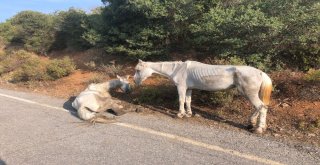 (Özel) Büyükadada Yaralı Halde Can Çekişen At Yürekleri Sızlattı