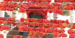 Aşırı Sıcaklıklar Bir Tek Onlara Yaradı