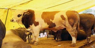 Çankırıda Kurbanlıklar Görücüye Çıktı