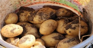 Sivasta 60 Bin Ton Patates Hasadı Bekleniyor