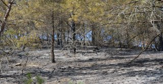 Orman Yangınında Yaban Hayvanları Zarar Gördü