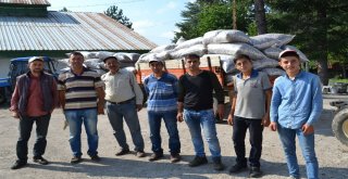 Şuhutta Haşhaş Kapsülü Hasadı