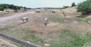Adaya Sokulmayan Atlar Kaderine Terk Edildi
