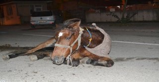 Hamile Atı Sokak Ortasına Ölüme Terk Ettiler