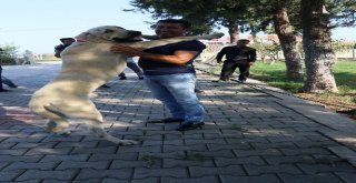 Antalya Tatili Ödüllü Alemdar Bulundu