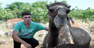 (Özel) Güreşçi ‘Yakışıklı Sülo Kurbanlık Yolunda