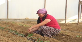 Dolara Tepki Olarak Fide Ekimini 1 Ay Öne Aldılar