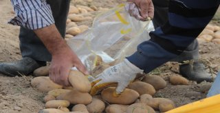 Kışlık Patates Tarladan Yola Çıktı