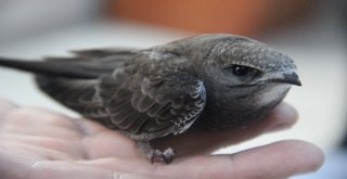 Evinin Balkonunda Bulduğu Ebabil Kuşu İçin Seferber Oldu