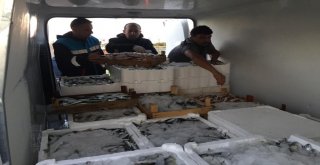 Orduda Küçük Boy Balıklara Sıkı Denetim