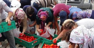 Edirnede Salçalık Domates İzdihamı