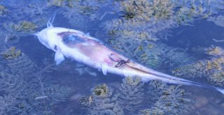 Manavgatta Balık Ölümleri