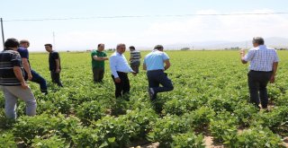Niğdede Barbunya Ekimi Yapıldı
