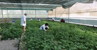 Üniversite ‘Mor Patates Geliştirdi