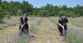 (Özel Haber) Köylüyü Lavanta Balı Kurtaracak