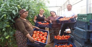 Çalda 3 Yıl Önce Başlatılan Örtü Altı Seracılık Meyvelerini Vermeye Başladı