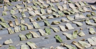 Gastronomi Kenti Hatayda Dolmalık Ve Turşuluk Salatalıklar Kışa Hazırlanıyor