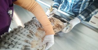 Yaralı Kızıl Şahin İle Yeşil Başlı Ördek Karsta Tedavi Altına Alındı