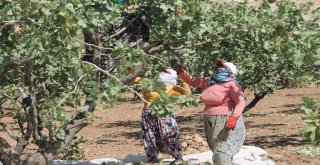 Fıstıkta Rekolte Düştü, Fiyatlar Yükselebilir