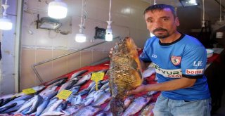 Balıkçılar Palamudun Yolunu Gözlüyor