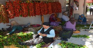 Tescilli Kale Biberi Sofralardan Önce Duvarları Süslüyor