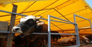 Eyüpsultan, Kurban Bayramına Hazır