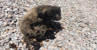 Zifte Saplanan Köpek Yavruları Ölmek Üzereyken Kurtarıldı