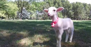 (Özel Haber) Kuzu Değil Sanki Sultan