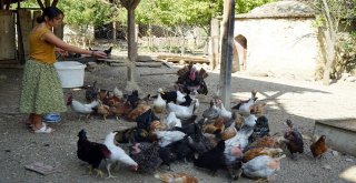 (Özel) Üniversiteli Genç Kız, Kastamonuda İmece Usulü Köy İşlerinde Çalışıyor