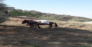 Aydınlı Üreticiler At Ve Eşeklerden Vazgeçemiyor