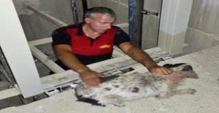 Asansör Boşluğuna Düşen Köpeği İtfaiye Kurtardı