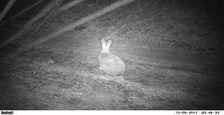 Hitit Üniversitesi Çorumdaki Yaban Hayvan Çeşitliliğini Araştıracak