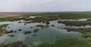 Sakarya Nehri Yeniden Doğuyor