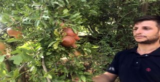 (Özel) Bitlis Ekonomisine İncir Ve Nar Desteği