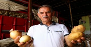 Patates Ve Soğandaki Ateş Sönüyor